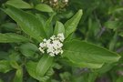 vignette Viburnum sieboldii 'Seneca'