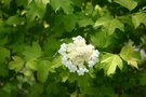 vignette Viburnum opulus 'Harvest Gold'