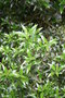 vignette Ilex aquifolium 'Myrtifolia'