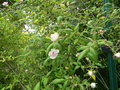 vignette Rosa anemoneflora