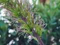 vignette Agave stricta -Dtail floraison- Juillet 2011