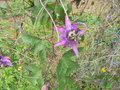 vignette Passiflora violacea ?