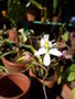 vignette Epidendrum blanc
