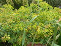 vignette Euphorbia margalidiana