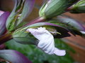 vignette Acanthus mollis fleurs 13 7 11 Ndc