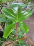 vignette Philodendron squamiferum