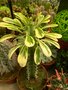 vignette Euphorbia lactea ' variegata ' ?