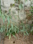 vignette Solanum glaucophyllum = Solanum malacoxylon
