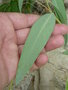 vignette Solanum glaucophyllum = Solanum malacoxylon