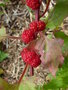 vignette Chenopodium capitatum - Epinard fraise