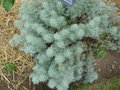 vignette Artemisia alba 'Canescens' = Artemisia splendens = Artemisia 'Canescens' - Armoise