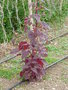 vignette Atriplex hortensis var. rubra - Arroche rouge
