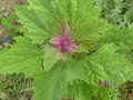 vignette Atriplex hortensis - Arroche cultive
