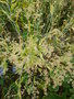 vignette Lepidium latifolium - Grande Passerage ou Passerage  larges feuilles