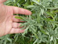 vignette Salvia officinalis ssp lavandulifolia = Salvia lavandulifolia - Sauge