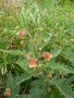 vignette Scophularia grandiflora