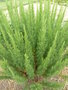 vignette Artemisia capillaris