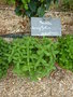vignette Mentha longifolia 'Asiatica' - Menthe
