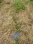 vignette Physalis ixocarpa cultiv sur paille