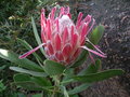 vignette Protea compacta x protea obtusifolia 'Red baron'