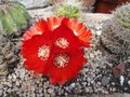 vignette Rebutia