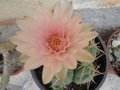 vignette Gymnocalycium horstii