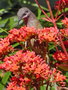 vignette Mliphage (Lichmera incana ssp. incana) sur Kalanchoe blossfeldiana
