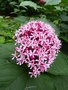 vignette Clerodendrum bungei - Clrodendron