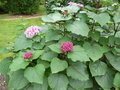 vignette Clerodendrum bungei - Clrodendron