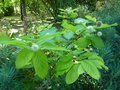 vignette Cephalanthus occidentalis