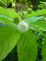 vignette Cephalanthus occidentalis