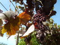 vignette Vigne vinifera 'Purpurea' - Vigne pourpre