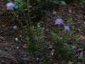 vignette Rhododendron Litangense qui refleurit au 16 07 11