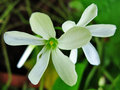 vignette Oxalidaceae - Petite oseille - Oxalis sp.