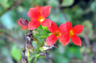 vignette Crassulaceae - Kalanchoe de Blossfeld - Kalanchoe blossfeldiana