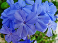 vignette Plumbaginaceae - Plumbago bleu - Plumbago capensis