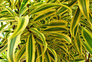 vignette Agavaceae - Dracaena reflexa