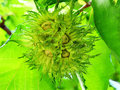 vignette Corylaceae -  Noisetier - Corylus avellana