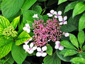 vignette Hydrangeaceae - Hortensia - Hydrangea macrophylla 'Mariesii Variegata'