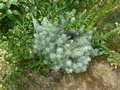 vignette Artemisia alba 'Canescens' = Artemisia splendens = Artemisia 'Canescens' - Armoise