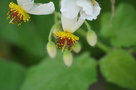 vignette Sparmannia africana