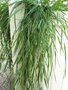 vignette Agrostis stolonifera - 'Green Twist'