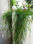 vignette Agrostis stolonifera - 'Green Twist'