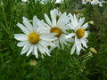 vignette Chrysanthemum serotinum = Leucanthemella serotina