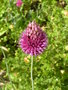 vignette Allium sphaerocephalon - L'ail  tte ronde