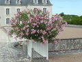 vignette Nerium oleander - laurier rose
