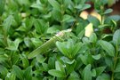 vignette Grande sauterelle verte = Tettigonia viridissima