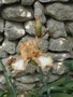 vignette iris des jardins