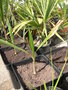vignette Butia paraguayensis x Parajubaea cocoides n1