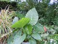 vignette ALOCASIA